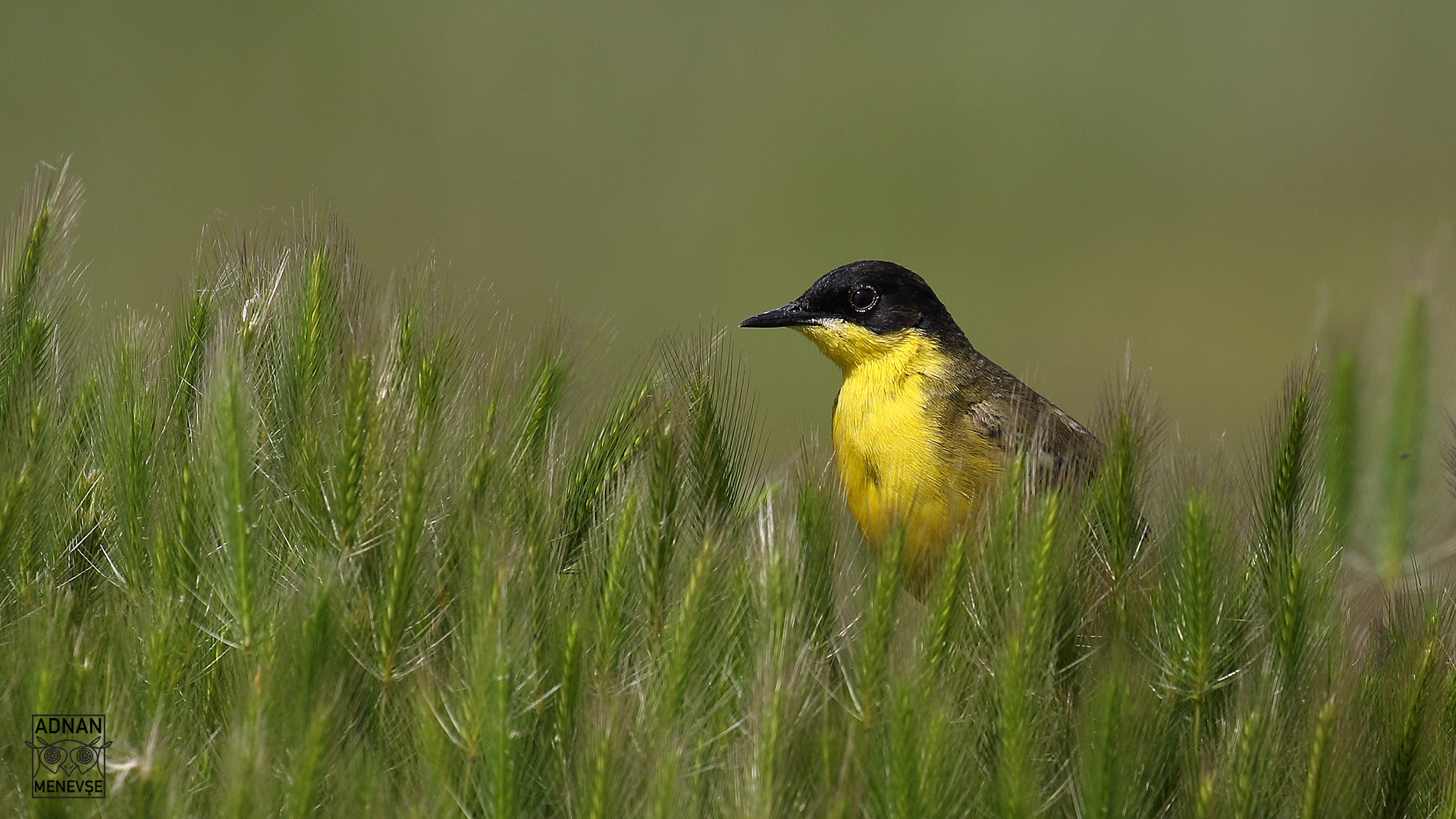 Western Yellow Wagtail